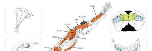 《瑜伽解剖学电子书》网盘资源下载地址分享!