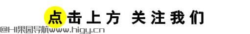 初次养狗全攻略：从选择到养护一站式指南